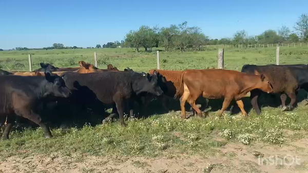 Lote 60 Terneros/as en Brandsen, Buenos Aires
