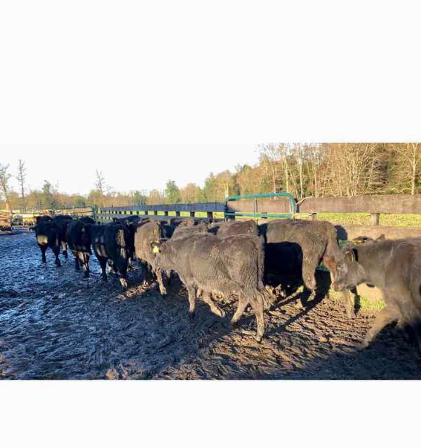 Lote 25 Ternero en Puyehue, X Región Los Lagos