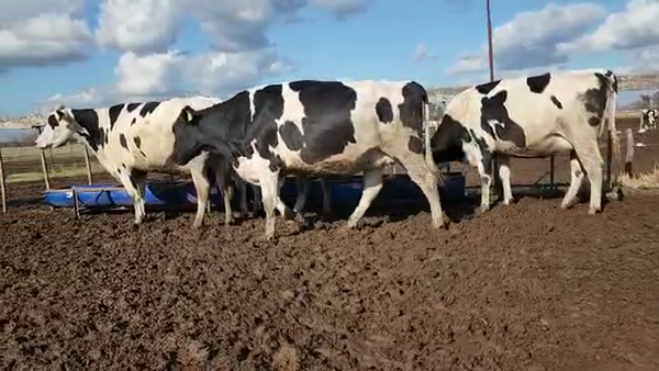 Lote Agrop. Don Bartolome