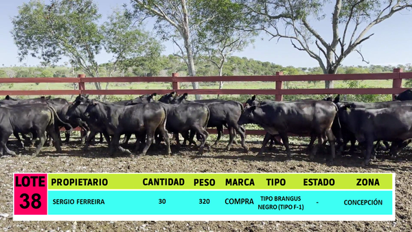 Lote LOTE 38 - 30 VAQUILLAS CBO 1
