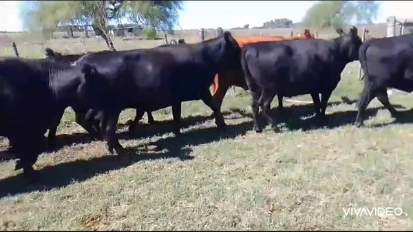 Lote 40 Vacas nuevas y Vaq C/ gtia de preñez en Magdalena, Buenos Aires