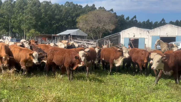 Lote 100 Terneros