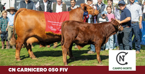 Lote 7 EMBRIONES GARANTIZANDO 3 PREÑECES