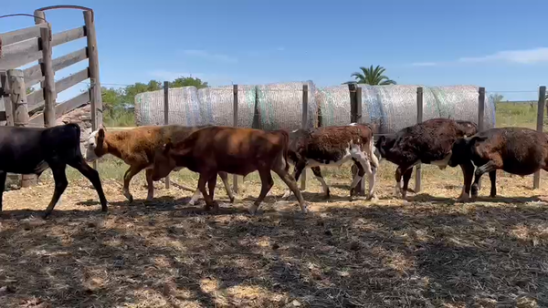 Lote Terneros