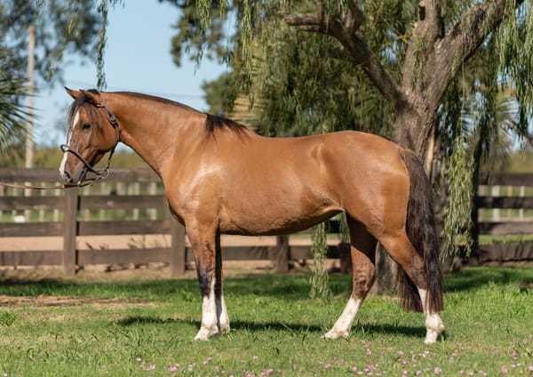 Lote Averías La Estampa