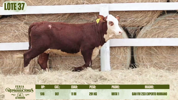 Lote LOTE 37