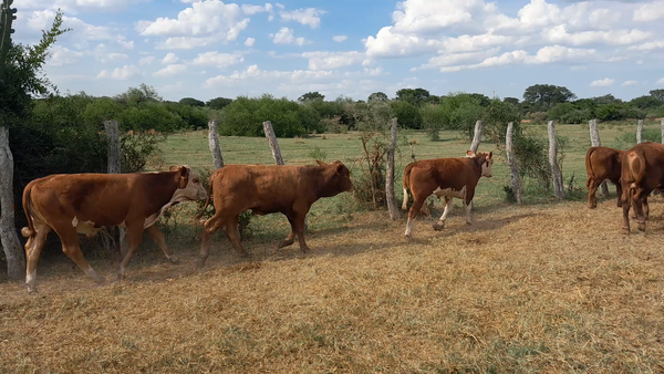 Lote 50 Terneros/as en Corrientes, Mercedes