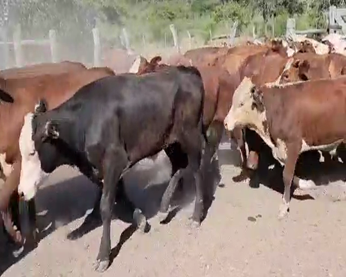 Lote 60 Terneros en Perugorría, Corrientes