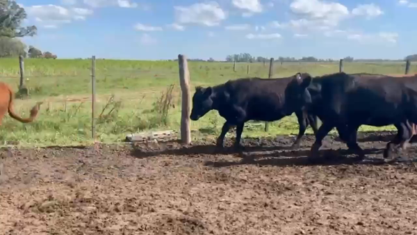 Lote 70 Vaquillonas P/ Servicio