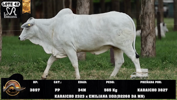Lote LOTE 42