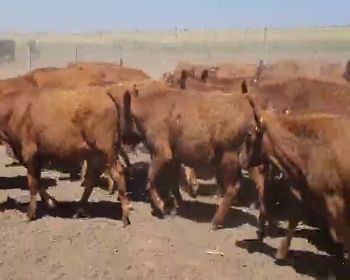 Lote 110 Terneros en Darregueira, Buenos Aires