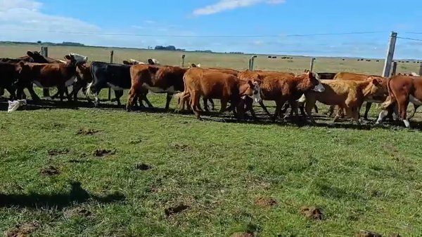 Lote VAQUILLONAS DE 1 A 2 AÑOS