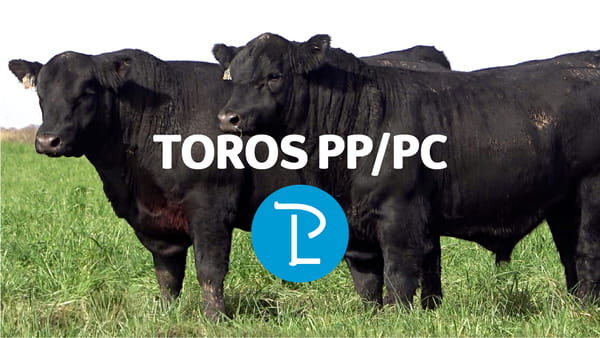 Lote Toros PP y PC a campo con DEPs