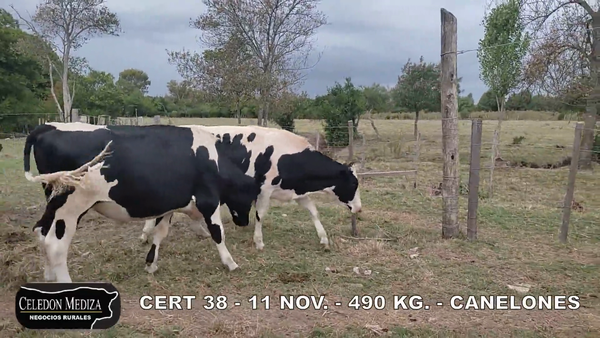 Lote 11 Novillos 1 a 2 años en Canelones