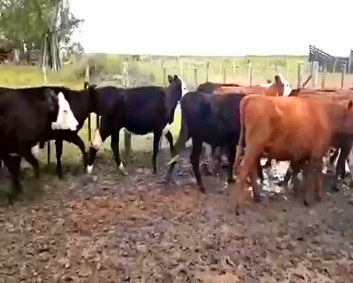 Lote 40 Terneros/as en Laborde, Córdoba