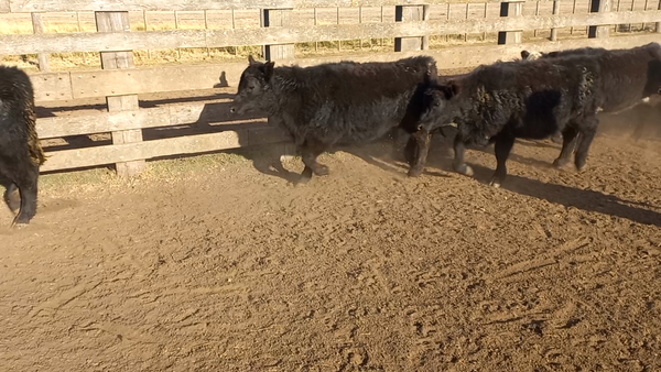 Lote 79 Terneras en Gral. Lamadrid, Buenos Aires