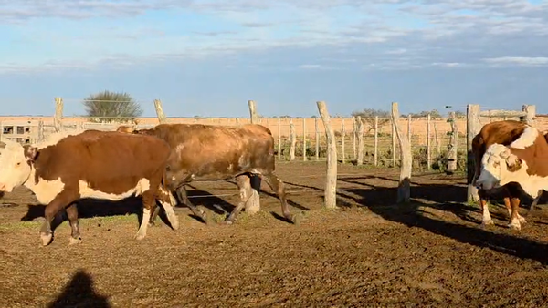 Lote 33 Vacas CUT preñadas