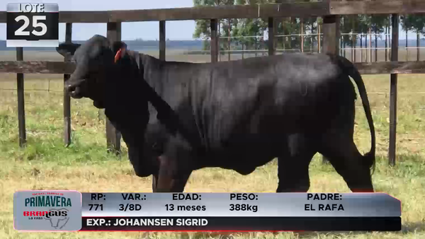 Lote LOTE 25