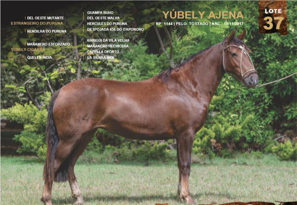 Lote YÚBELY AJENA