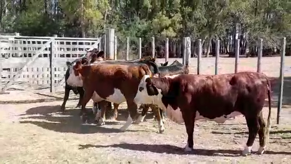 Lote 8 Vaquillonas Gordas