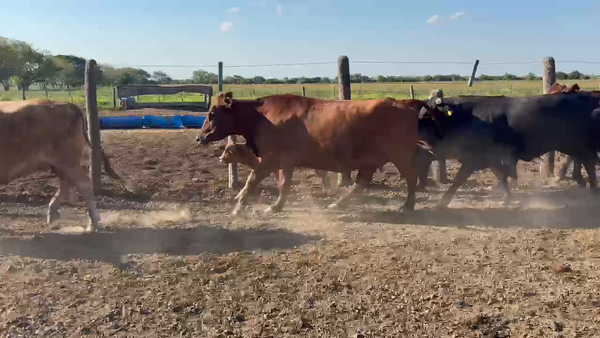 Lote 28 Vacas CUT paridas y vacias