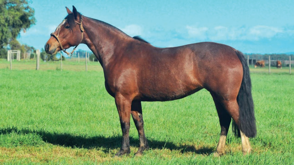 Lote CAÑADA NEGRITA