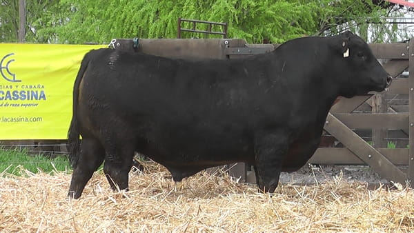 Lote TOROS ANGUS PUROS DE PEDIGREE