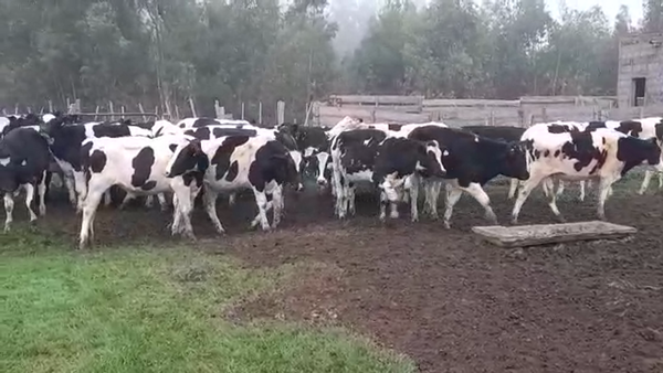 Lote NOVILLOS HOLANDO