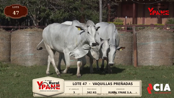 Lote Lote 47