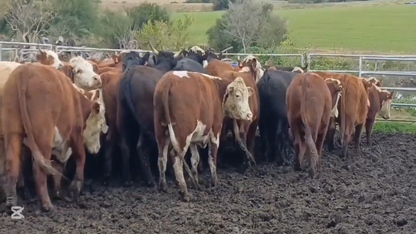 Lote NOVILLOS FORMADOS