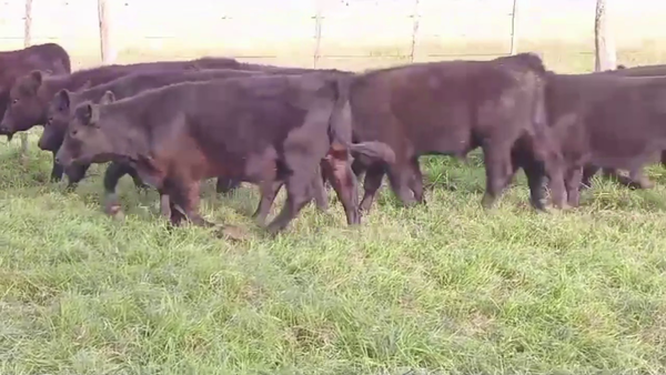 Lote 95 TERNS. MACHOS, AYACUCHO, BS. AS.