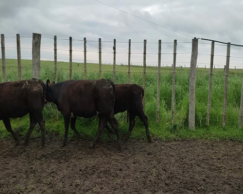 Lote 16 Terneras 13 AA,  2 AA X HE,  1 RA X HE 230kg - , Colonia