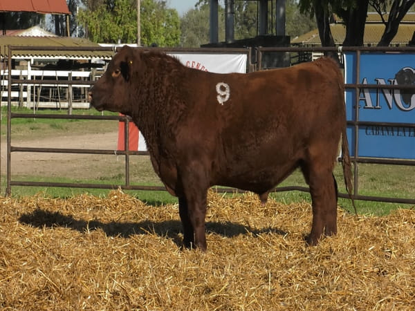 Lote TOROS ANGUS COLORADOS PC