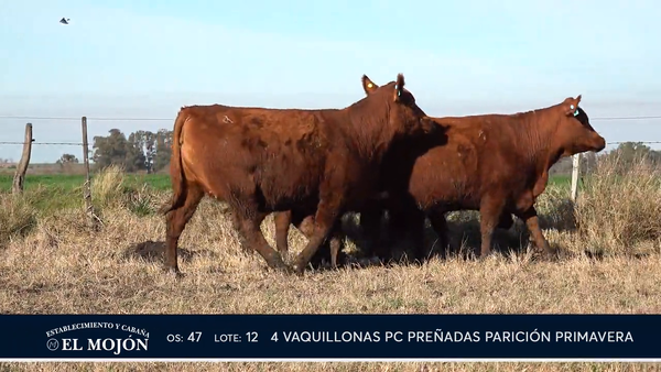 Lote COLORADAS PREÑADAS PARICIÓN PRIMAVERA