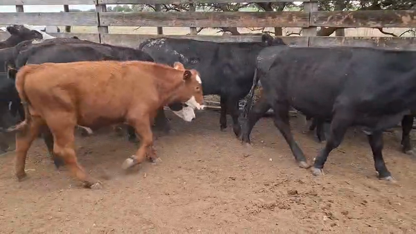 Lote Terneros angus y cruza hereford