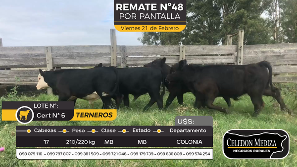 Lote 17 Terneros en Riachuelo, Colonia