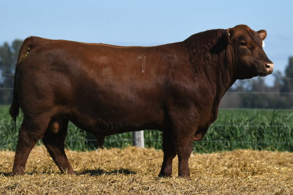 Lote TORO ANGUS PP