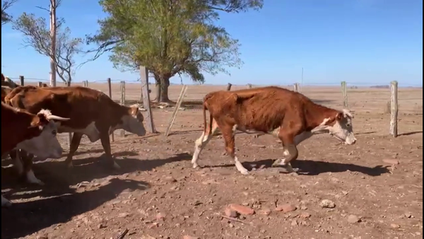 Lote VACAS DE INVERNADA
