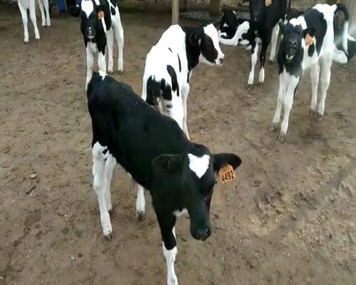 Lote 40 Terneros HOLANDO 70kg - , San José