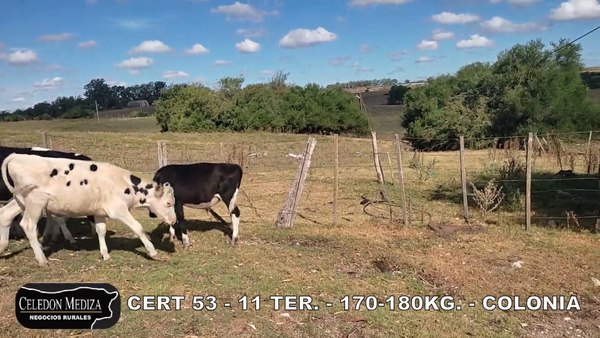 Lote 11 Terneros en Paso Antolín, Colonia