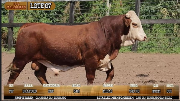 Lote LOTE 7