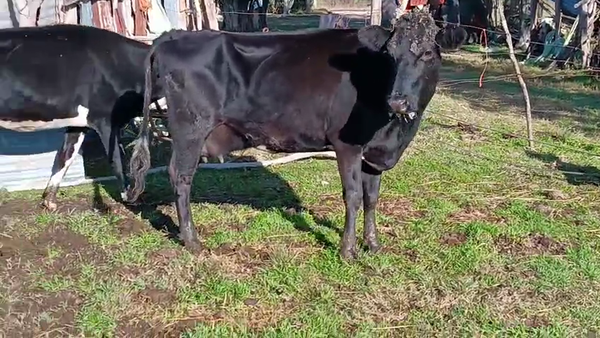 Lote 2 Vaquillonas  Holando y Kiwi 400kg -  en Camino del Cerro