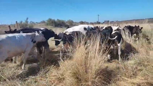 Lote 12 Terneros, San José