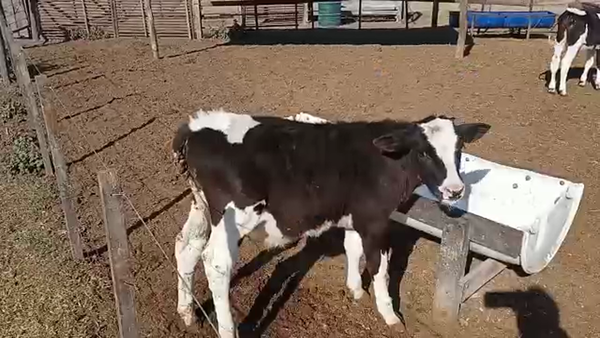 Lote 7 Terneros Holando Argentino en Brinkmann, Córdoba