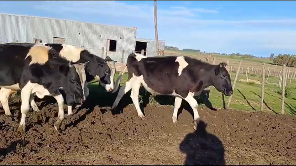 Lote (Vendido)3 Novillos HOLANDO 320kg -  en CAMINO EL ABUELO