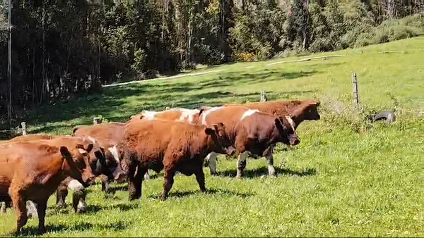 Lote 30 Ternero en Ancud, X Región Los Lagos