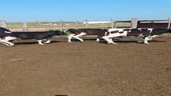 Lote 14 Novillitos Holando Argentino en Altos de Chipion, Córdoba