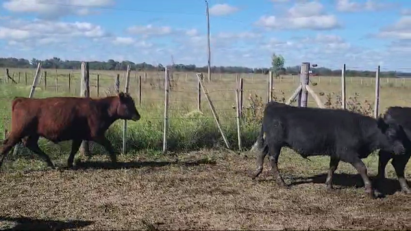 Lote 70 Terneros en Punta Indio, Buenos Aires