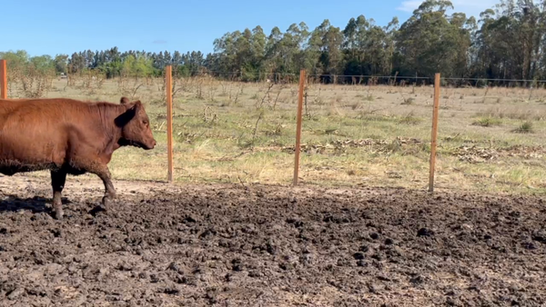 Lote 125 Vientres Preñados en Sauce, Canelones