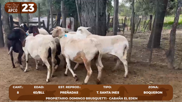 Lote LOTE 23 -POR PANTALLA
